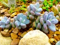 Pachyphytum Ã¢â¬ËBlue HazeÃ¢â¬â¢ desert succulent Royalty Free Stock Photo